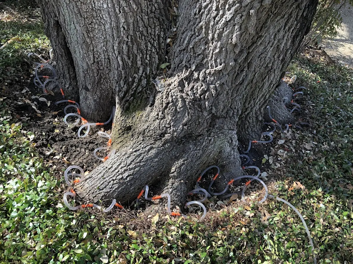 Detailed Tree Cabling and Bracing job site in Turin
