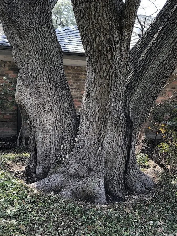 Mature heritage tree close to a Turin property cared for by certified arborists